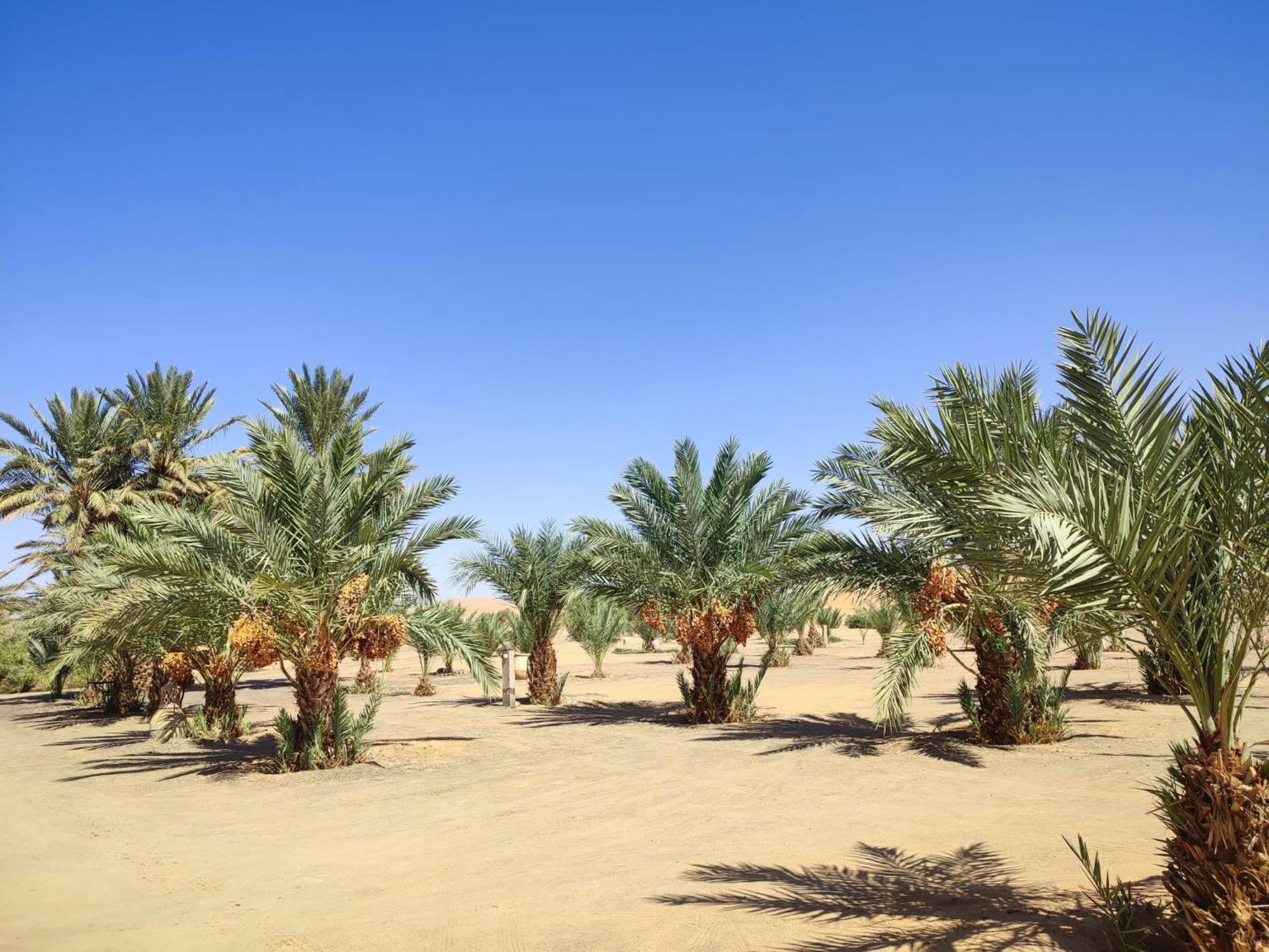 Berber Palace Merzouga Exteriér fotografie